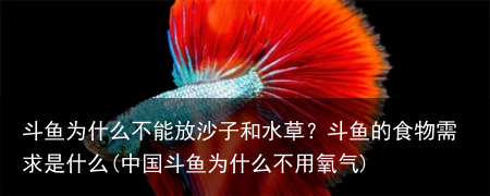 斗鱼为什么不能放沙子和水草？斗鱼的食物需求是什么(中国斗鱼为什么不用氧气)