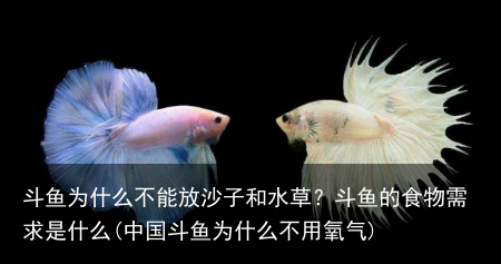 斗鱼为什么不能放沙子和水草？斗鱼的食物需求是什么(中国斗鱼为什么不用氧气)