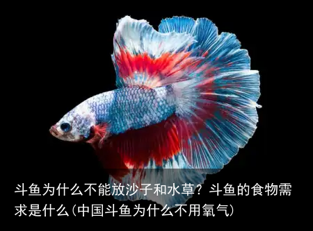 斗鱼为什么不能放沙子和水草？斗鱼的食物需求是什么(中国斗鱼为什么不用氧气)