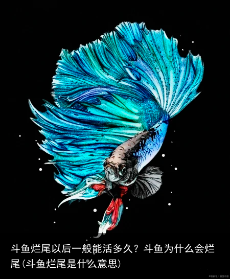 斗鱼烂尾以后一般能活多久？斗鱼为什么会烂尾(斗鱼烂尾是什么意思)