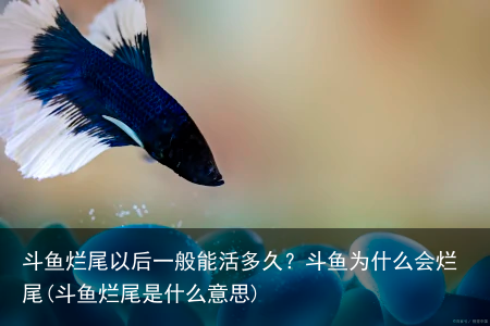 斗鱼烂尾以后一般能活多久？斗鱼为什么会烂尾(斗鱼烂尾是什么意思)