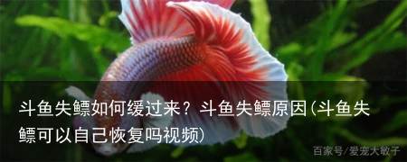 斗鱼失鳔如何缓过来？斗鱼失鳔原因(斗鱼失鳔可以自己恢复吗视频)