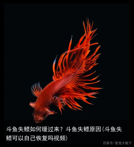 斗鱼失鳔如何缓过来？斗鱼失鳔原因(斗鱼失鳔可以自己恢复吗视频)