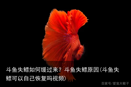 斗鱼失鳔如何缓过来？斗鱼失鳔原因(斗鱼失鳔可以自己恢复吗视频)