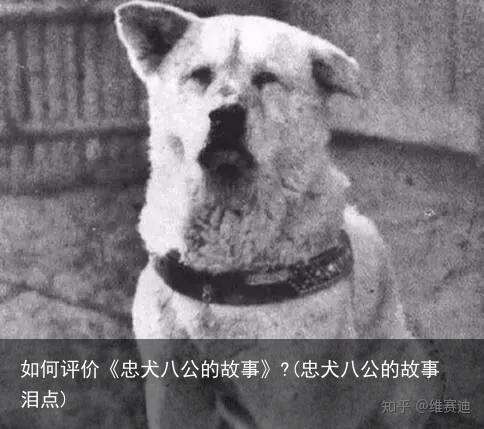 如何评价《忠犬八公的故事》?(忠犬八公的故事泪点)