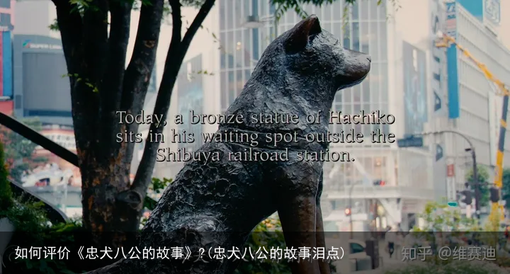 如何评价《忠犬八公的故事》?(忠犬八公的故事泪点)