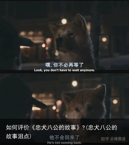 如何评价《忠犬八公的故事》?(忠犬八公的故事泪点)
