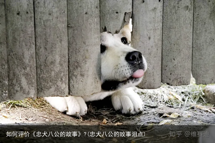 如何评价《忠犬八公的故事》?(忠犬八公的故事泪点)