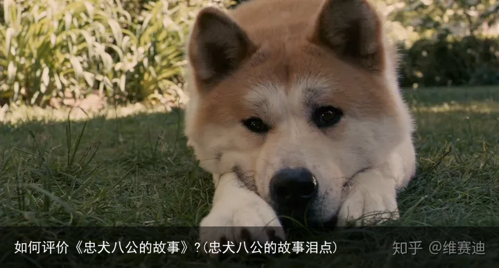 如何评价《忠犬八公的故事》?(忠犬八公的故事泪点)