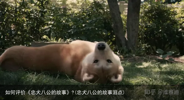 如何评价《忠犬八公的故事》?(忠犬八公的故事泪点)
