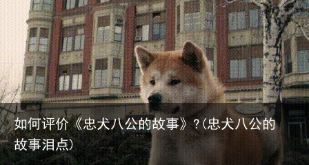如何评价《忠犬八公的故事》?(忠犬八公的故事泪点)