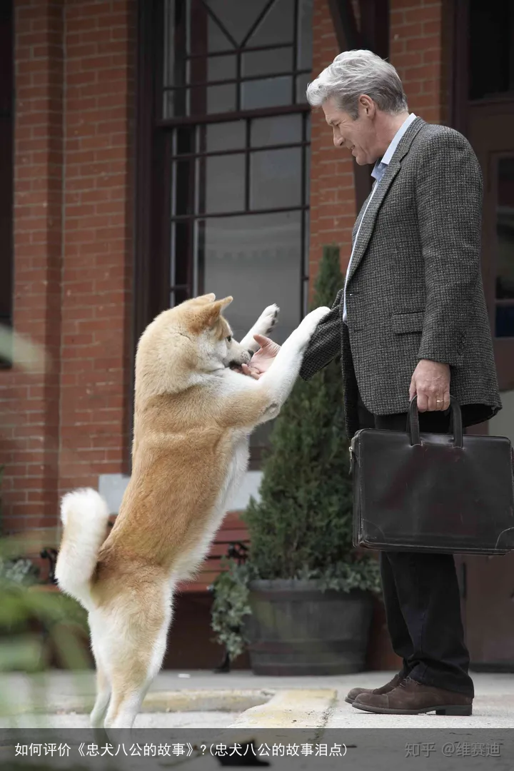 如何评价《忠犬八公的故事》?(忠犬八公的故事泪点)