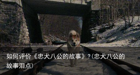 如何评价《忠犬八公的故事》?(忠犬八公的故事泪点)