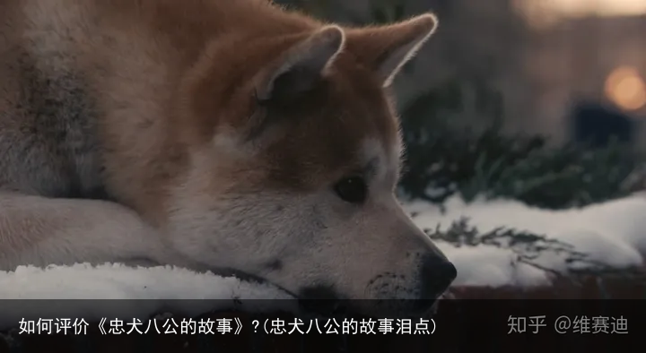 如何评价《忠犬八公的故事》?(忠犬八公的故事泪点)