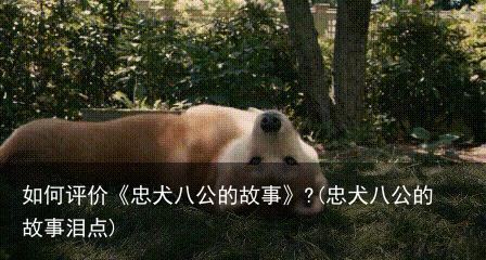 如何评价《忠犬八公的故事》?(忠犬八公的故事泪点)