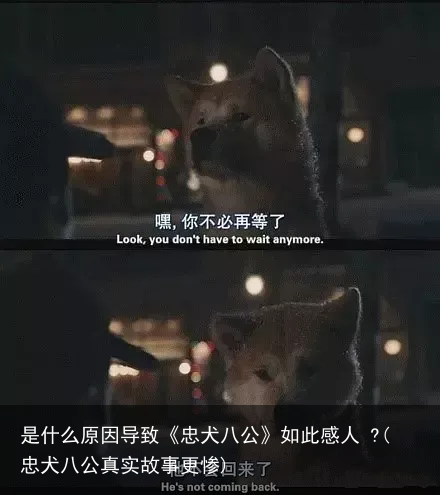 是什么原因导致《忠犬八公》如此感人 ?(忠犬八公真实故事更惨)