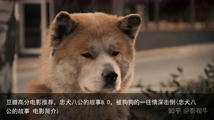 豆瓣高分电影推荐，忠犬八公的故事8.0，被狗狗的一往情深击倒(忠犬八公的故事 电影简介)
