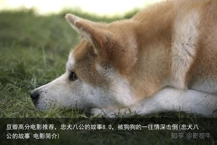 豆瓣高分电影推荐，忠犬八公的故事8.0，被狗狗的一往情深击倒(忠犬八公的故事 电影简介)