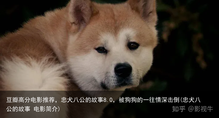 豆瓣高分电影推荐，忠犬八公的故事8.0，被狗狗的一往情深击倒(忠犬八公的故事 电影简介)