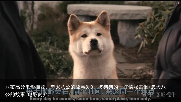 豆瓣高分电影推荐，忠犬八公的故事8.0，被狗狗的一往情深击倒(忠犬八公的故事 电影简介)
