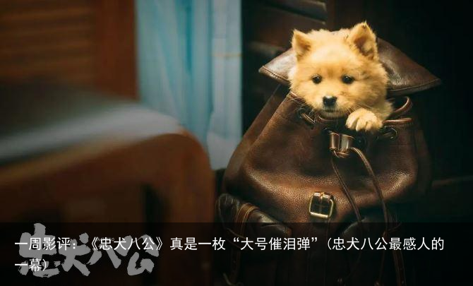 一周影评：《忠犬八公》真是一枚“大号催泪弹”(忠犬八公最感人的一幕)