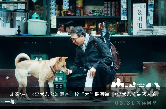 一周影评：《忠犬八公》真是一枚“大号催泪弹”(忠犬八公最感人的一幕)