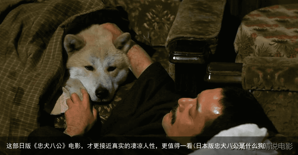 这部日版《忠犬八公》电影，才更接近真实的凄凉人性，更值得一看(日本版忠犬八公是什么狗)