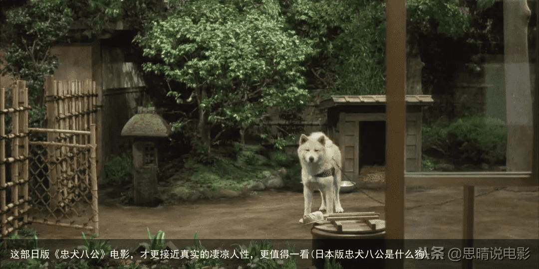 这部日版《忠犬八公》电影，才更接近真实的凄凉人性，更值得一看(日本版忠犬八公是什么狗)