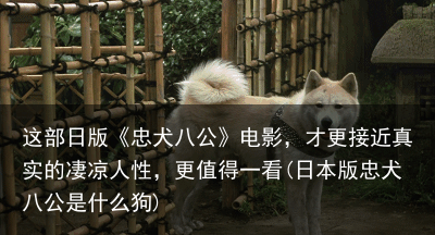 这部日版《忠犬八公》电影，才更接近真实的凄凉人性，更值得一看(日本版忠犬八公是什么狗)