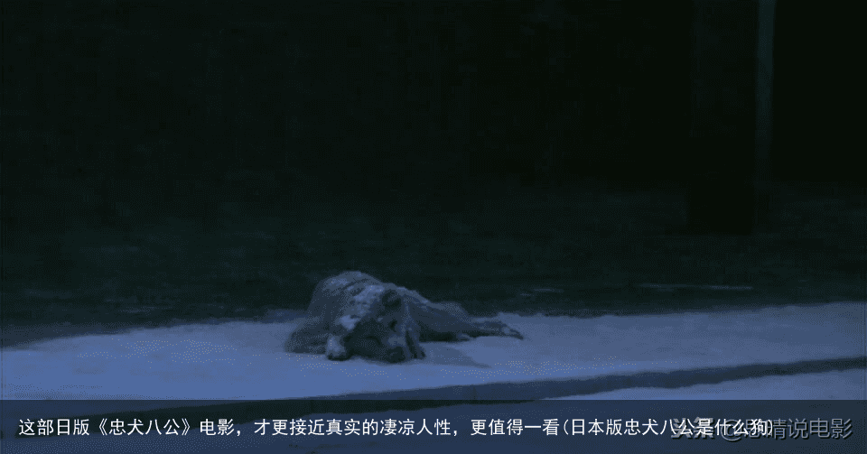 这部日版《忠犬八公》电影，才更接近真实的凄凉人性，更值得一看(日本版忠犬八公是什么狗)