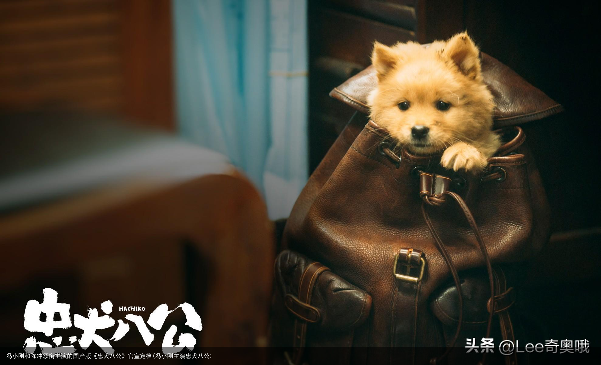 冯小刚和陈冲领衔主演的国产版《忠犬八公》官宣定档(冯小刚主演忠犬八公)