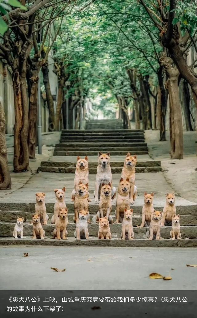 《忠犬八公》上映，山城重庆究竟要带给我们多少惊喜？(忠犬八公的故事为什么下架了)