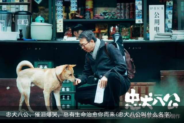 忠犬八公、催泪爆哭，总有生命治愈你而来(忠犬八公叫什么名字)