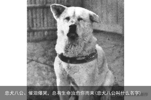 忠犬八公、催泪爆哭，总有生命治愈你而来(忠犬八公叫什么名字)