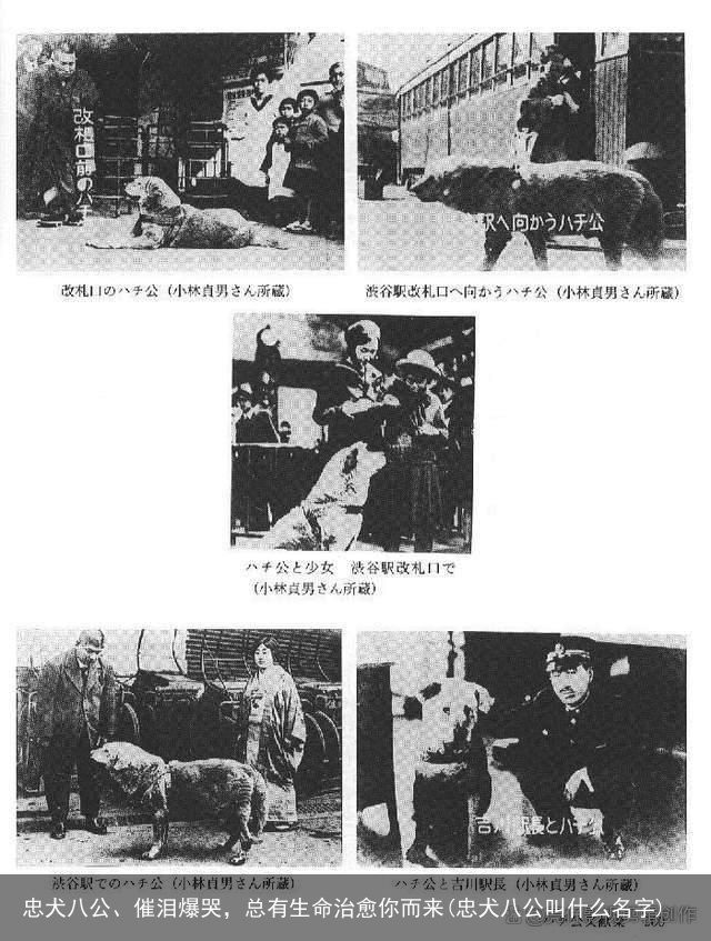 忠犬八公、催泪爆哭，总有生命治愈你而来(忠犬八公叫什么名字)