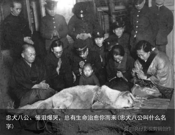 忠犬八公、催泪爆哭，总有生命治愈你而来(忠犬八公叫什么名字)