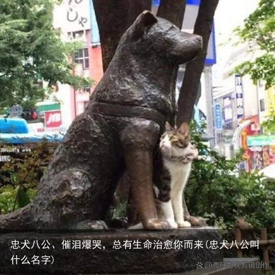 忠犬八公、催泪爆哭，总有生命治愈你而来(忠犬八公叫什么名字)