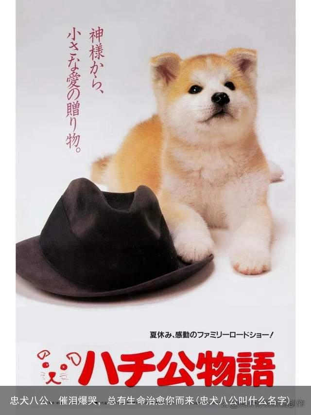忠犬八公、催泪爆哭，总有生命治愈你而来(忠犬八公叫什么名字)