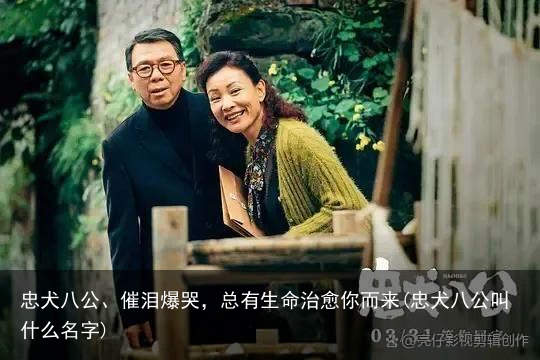 忠犬八公、催泪爆哭，总有生命治愈你而来(忠犬八公叫什么名字)