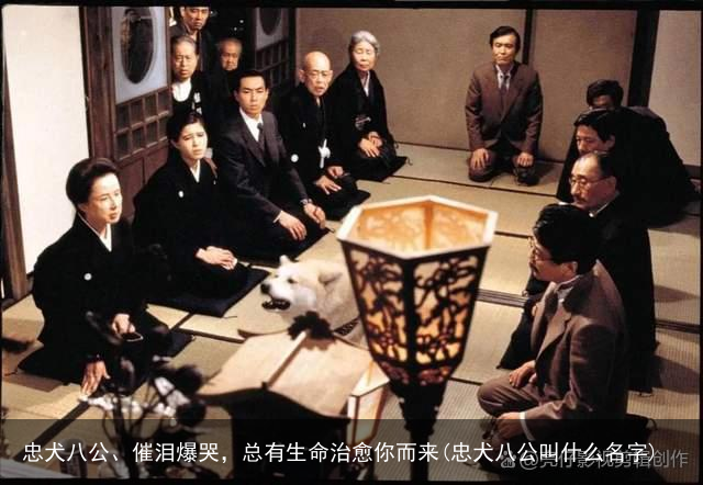 忠犬八公、催泪爆哭，总有生命治愈你而来(忠犬八公叫什么名字)