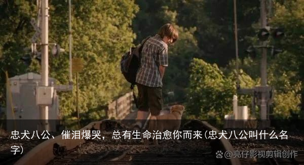 忠犬八公、催泪爆哭，总有生命治愈你而来(忠犬八公叫什么名字)