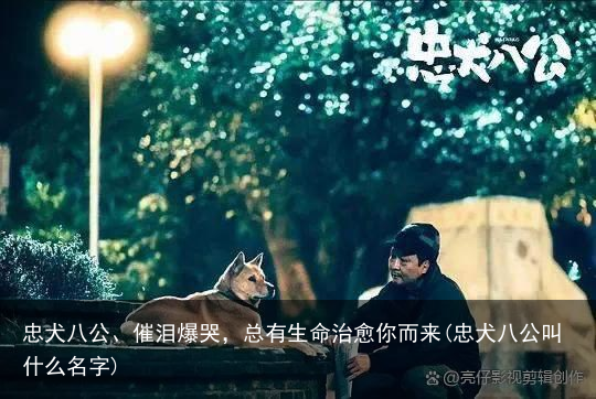 忠犬八公、催泪爆哭，总有生命治愈你而来(忠犬八公叫什么名字)