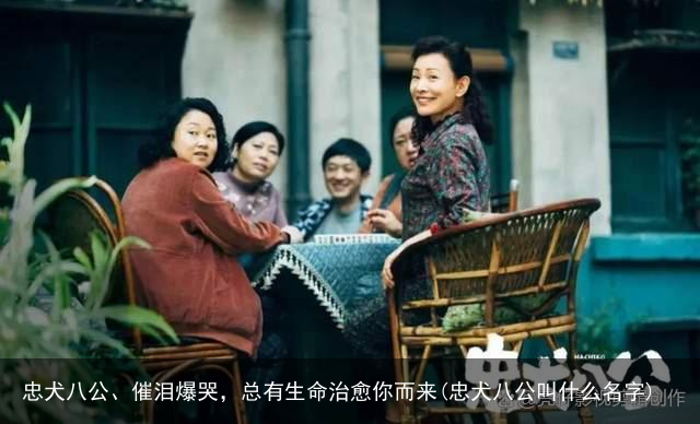 忠犬八公、催泪爆哭，总有生命治愈你而来(忠犬八公叫什么名字)