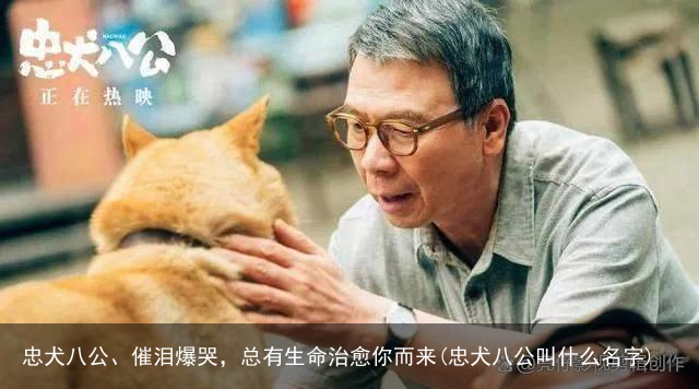 忠犬八公、催泪爆哭，总有生命治愈你而来(忠犬八公叫什么名字)