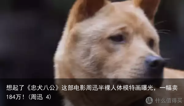 想起了《忠犬八公》这部电影