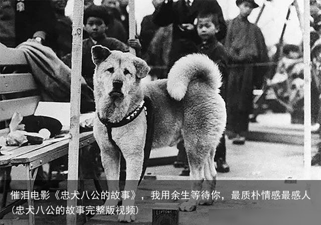 催泪电影《忠犬八公的故事》，我用余生等待你，最质朴情感最感人(忠犬八公的故事完整版视频)