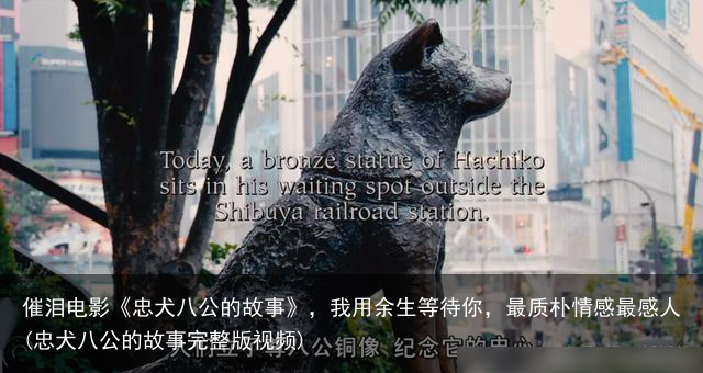 催泪电影《忠犬八公的故事》，我用余生等待你，最质朴情感最感人(忠犬八公的故事完整版视频)