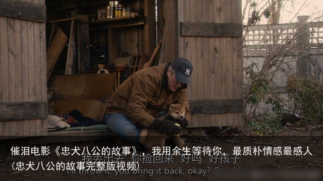 催泪电影《忠犬八公的故事》，我用余生等待你，最质朴情感最感人(忠犬八公的故事完整版视频)