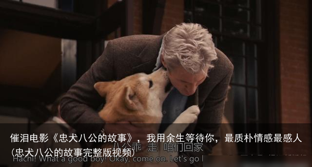 催泪电影《忠犬八公的故事》，我用余生等待你，最质朴情感最感人(忠犬八公的故事完整版视频)