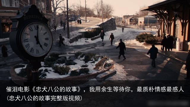 催泪电影《忠犬八公的故事》，我用余生等待你，最质朴情感最感人(忠犬八公的故事完整版视频)